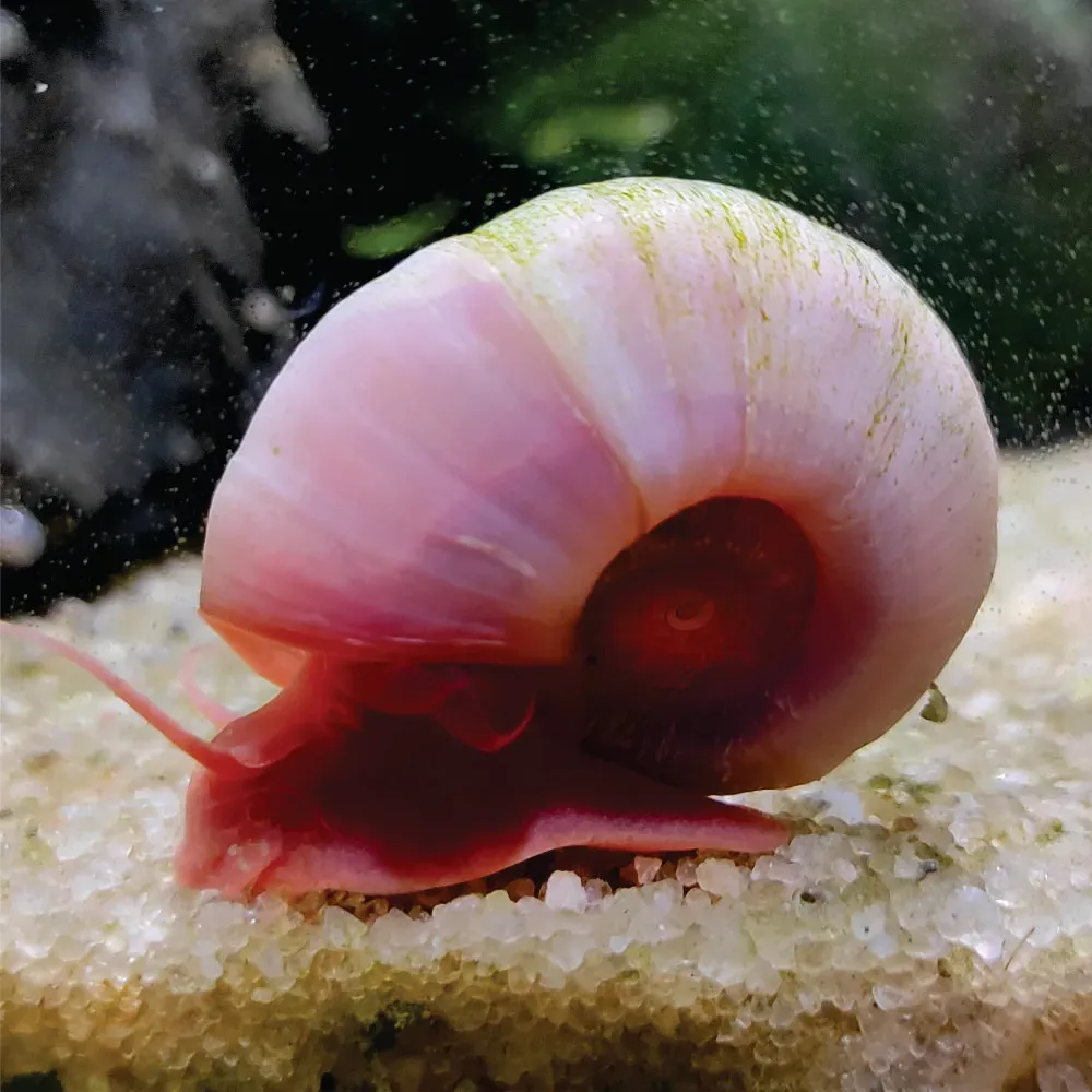 Ramshorns Kit - ( 15 und )