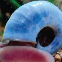 Ramshorns Kit - ( 15 und ) - Foto 2