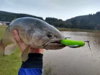 SALMINUS SHAD 13 cm - ELASTOP - Foto 3