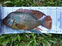 SALMINUS SHAD 13 cm - ELASTOP - Foto 4