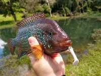 SALMINUS SHAD 13 cm - ELASTOP - Foto 5