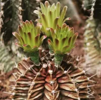 Gymnocalycium mihanovichii v. stenogonum (vaso9)