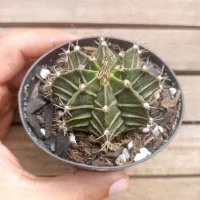 Gymnocalycium mihanovichii v. stenogonum (vaso9) - Foto 2