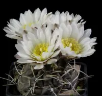Gymnocalycium brachpetalum (vaso6)