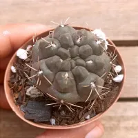 Gymnocalycium brachpetalum (vaso6) - Foto 2