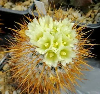 Echinofossulocactus albatus (vaso9)