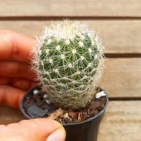 Echinofossulocactus albatus (vaso9) - Foto 2