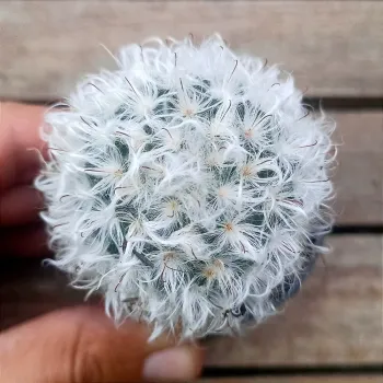 Mammillaria bocasana var splendens (vaso6)