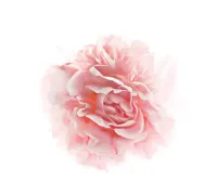 Creme  Facial L'Oreal Paris Age Perfect Rosy Tone Com SPF 30 – 48g  - Foto 3