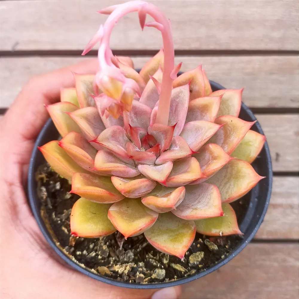 Echeveria 