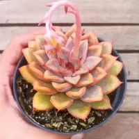 Echeveria 'Shira' X agavoides (vaso11)