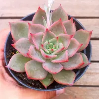 Echeveria 'Shira' X agavoides (vaso11) - Foto 2