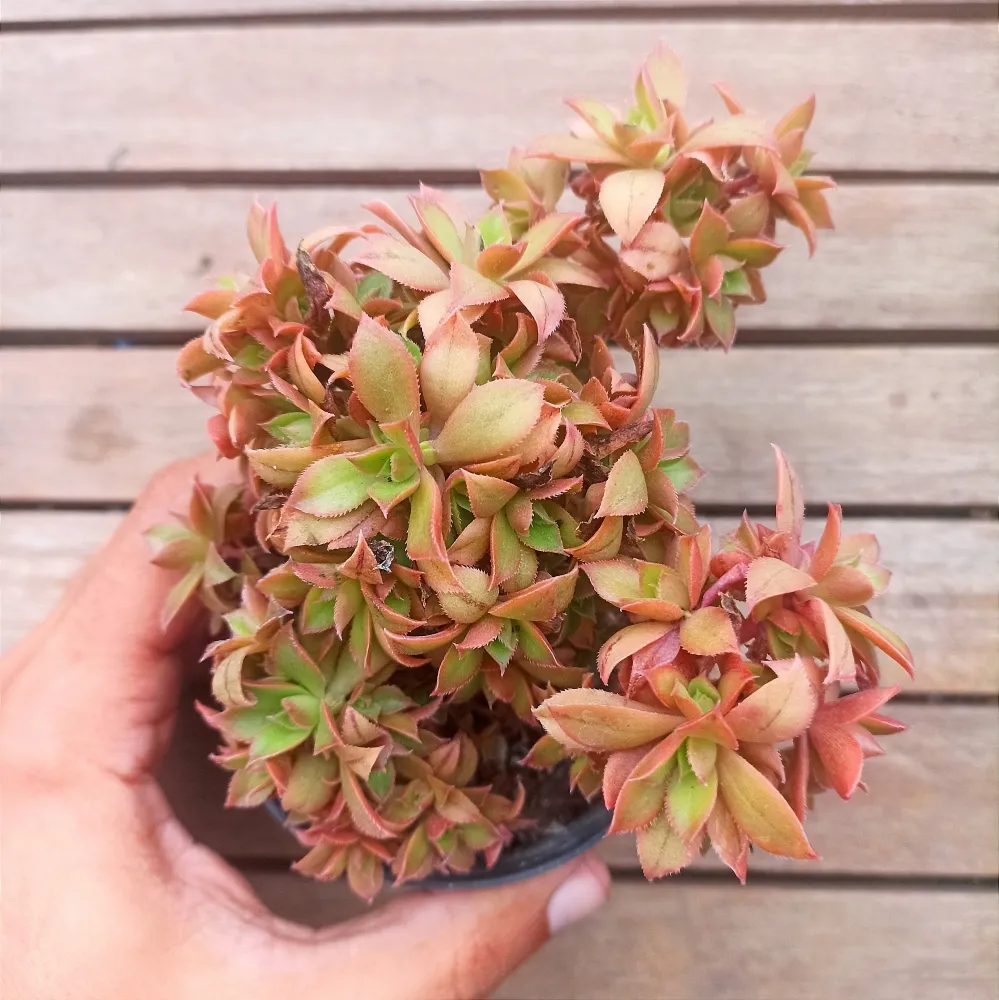 Aeonium 