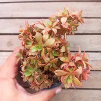 Aeonium 'Catlin Minor' (vaso11)