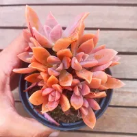 Graptoveria 'Fred Ives' (colônia - vaso11)