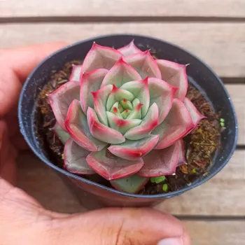 Echeveria 