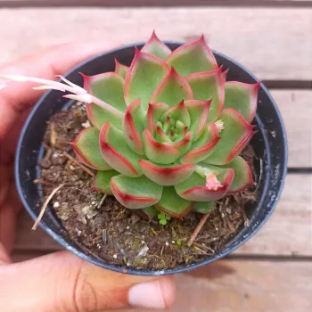 Echeveria 'Shira' X agavoides (vaso9) - Foto 2