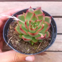 Echeveria 'Shira' X agavoides (vaso9) - Foto 2