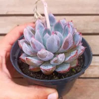 Echeveria híbrida colorata rosada (vaso9)