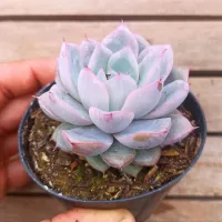 Echeveria híbrida colorata rosada (vaso9) - Foto 2