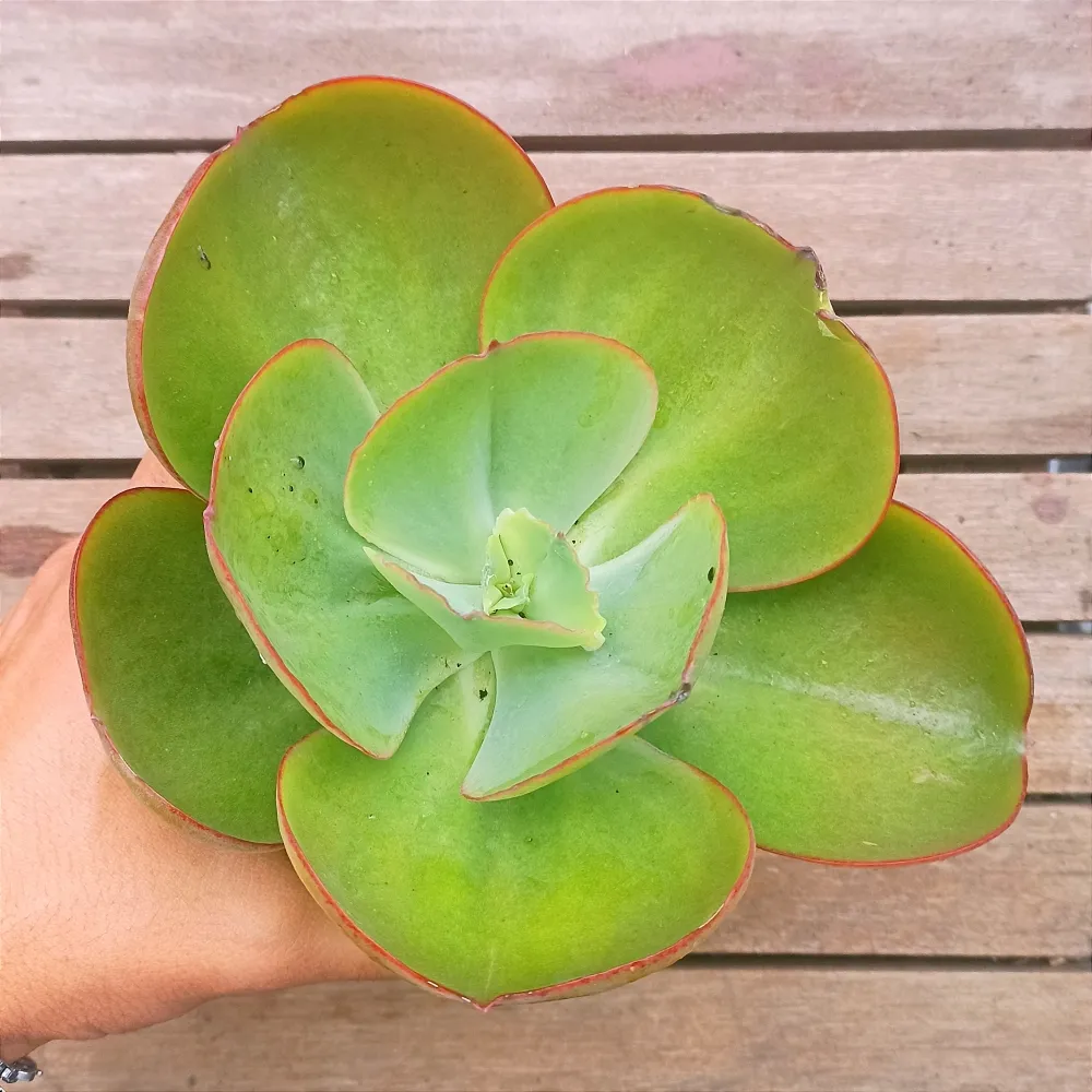 Echeveria rubromarginata x Palida (única - vaso11)