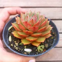 Echeveria parva (vaso11)