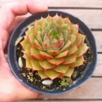 Echeveria parva (vaso11) - Foto 2