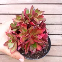 Echeveria leucoblepharum (vaso11)