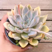 Echeveria tolimanensis híbrida (vaso11)