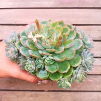 Echeveria 'Hanazukiyo' (colônia única - vaso11)