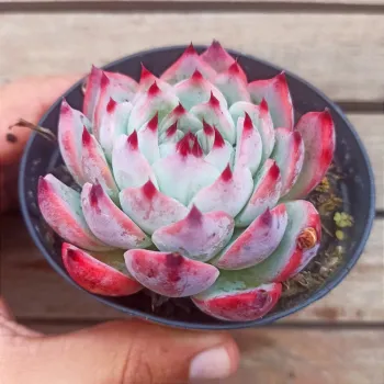 Echeveria 
