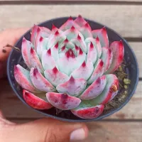 Echeveria 'Chihuahuensis' (vaso11)