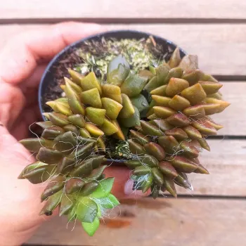 Anacampseros filamentosa (vaso9)
