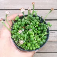 Senecio rowleyanus (colar de pérolas - vaso11)