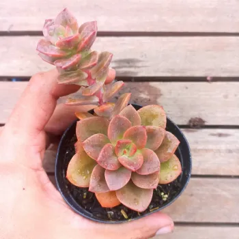 Echeveria 