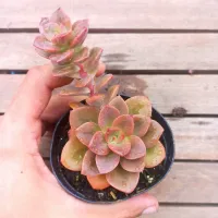 Echeveria 'Chroma' (vaso9)