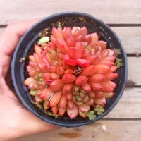 Graptoveria 'Pink Ruby' (Bashfull - colônia - vaso11)