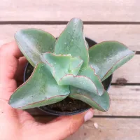 Echeveria rubromarginata (vaso11) - Foto 2