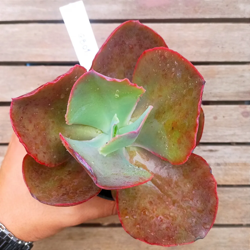 Echeveria 