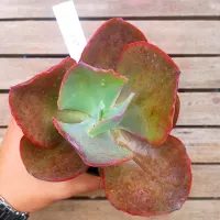 Echeveria 'Aquarius' híbrida GB01 (fica gigante - vaso11)