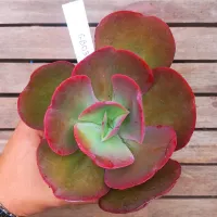 Echeveria 'Aquarius' híbrida GB02 (fica gigante - vaso11)