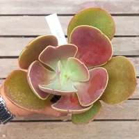 Echeveria 'Bordas Rubra' híbrida GB07 (fica gigante - vaso11)