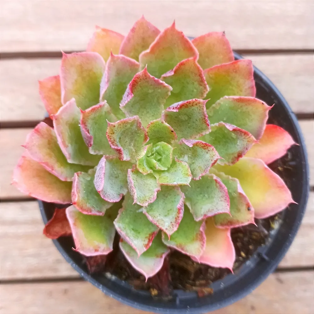 Echeveria Híbrida pintada (única - vaso11)