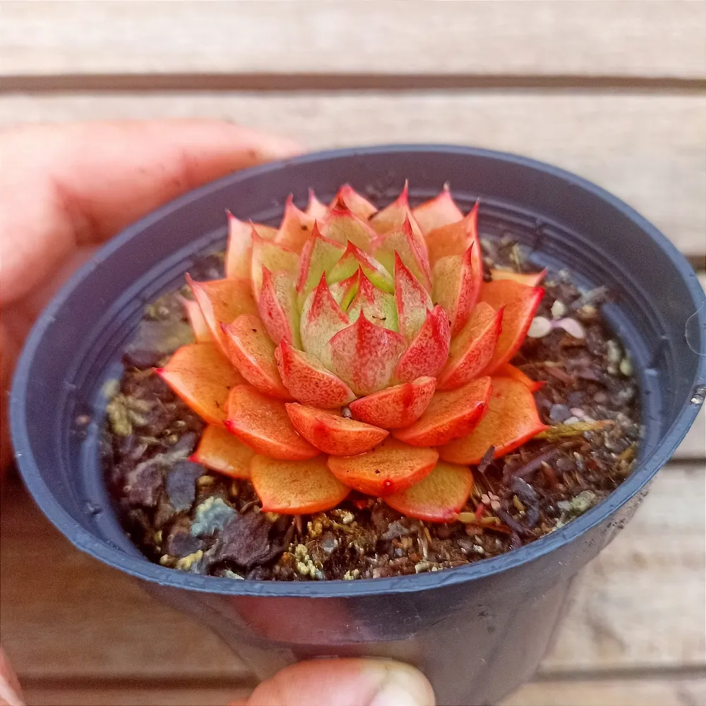 Echeveria 