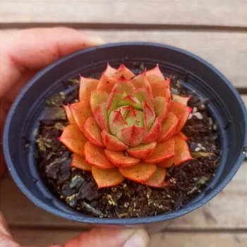 Echeveria 'Yamatomini' (vaso11) - Foto 2