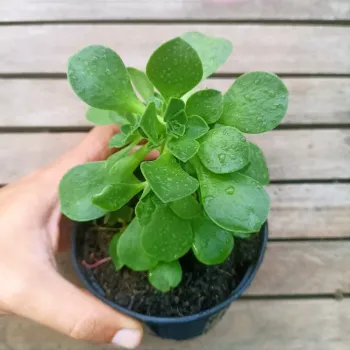 Aeonium goochiae (vaso11)