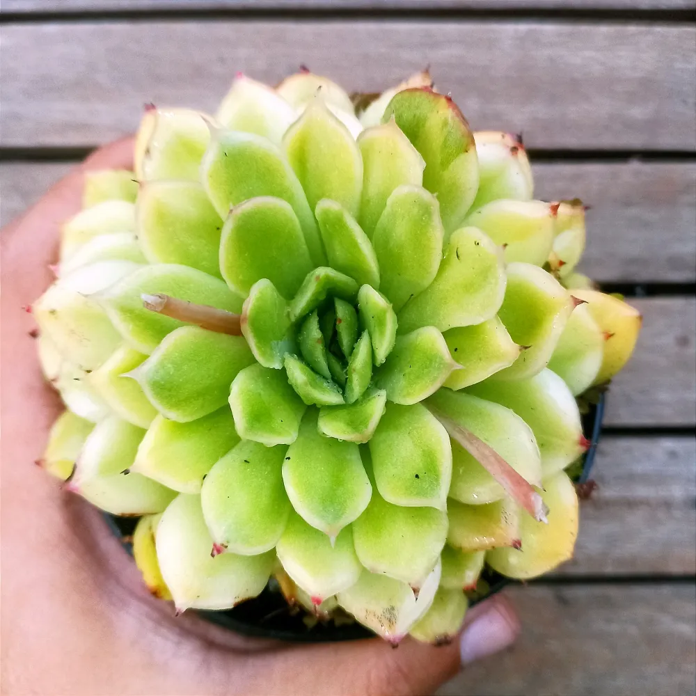Echeveria agavoides variegata (única - vaso11)