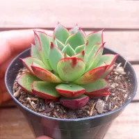 Echeveria 'Elisha' (vaso9)