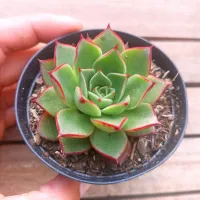 Echeveria 'Elisha' (vaso9) - Foto 2