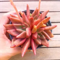 Echeveria agavoides 'Psiche' ('Romeo' X tolimanensis - 2 rosetas - vaso11) - Foto 2